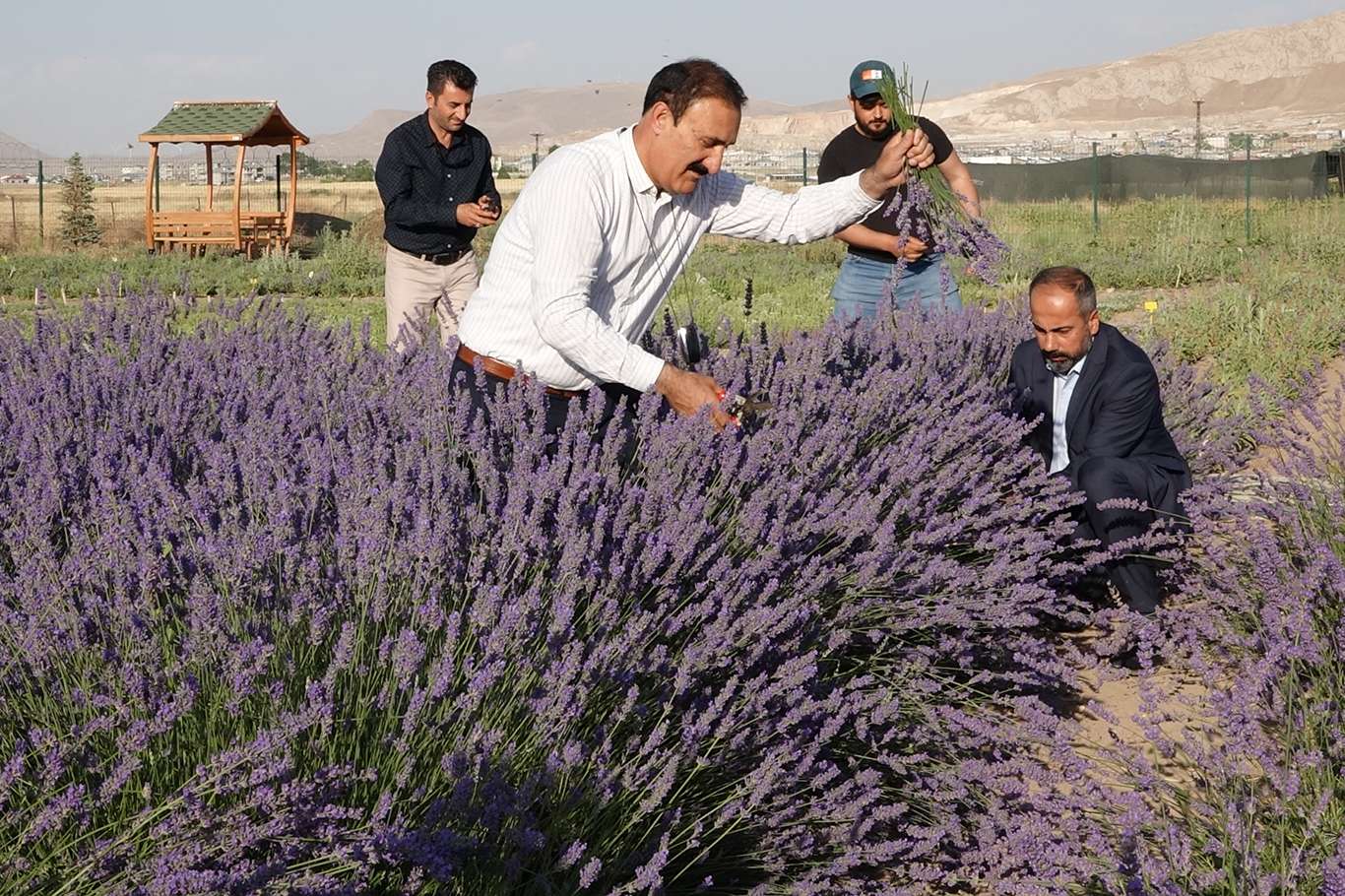 Van'da tıbbi ve aromatik bitkilerin hasadı yapılıyor